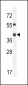 ADH4 Antibody (C-term)